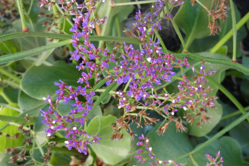 Fiore dall''Australia (WA): Limonium perezii (Plumbaginaceae)