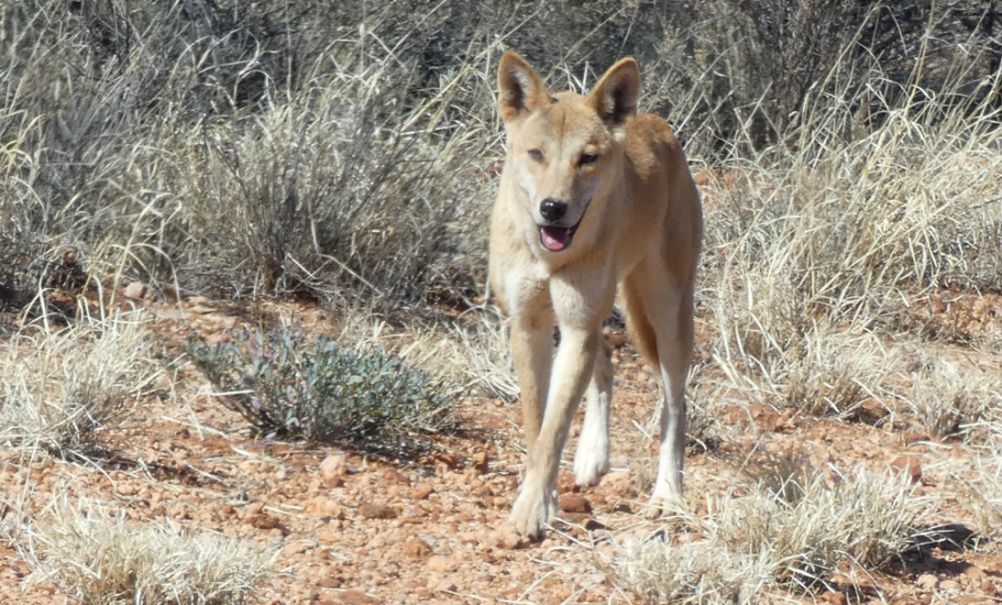 Incontro ravvicinato col Dingo (Australia - Territori del Nord)