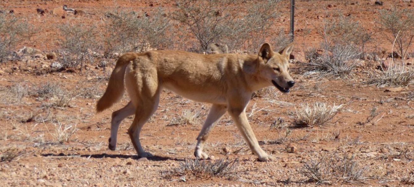 Incontro ravvicinato col Dingo (Australia - Territori del Nord)