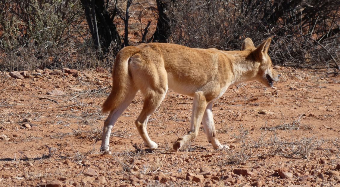 Incontro ravvicinato col Dingo (Australia - Territori del Nord)
