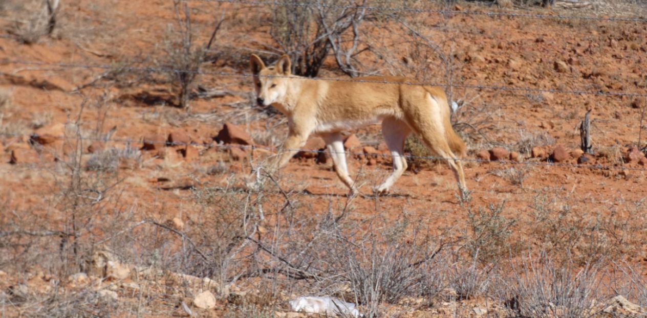 Incontro ravvicinato col Dingo (Australia - Territori del Nord)