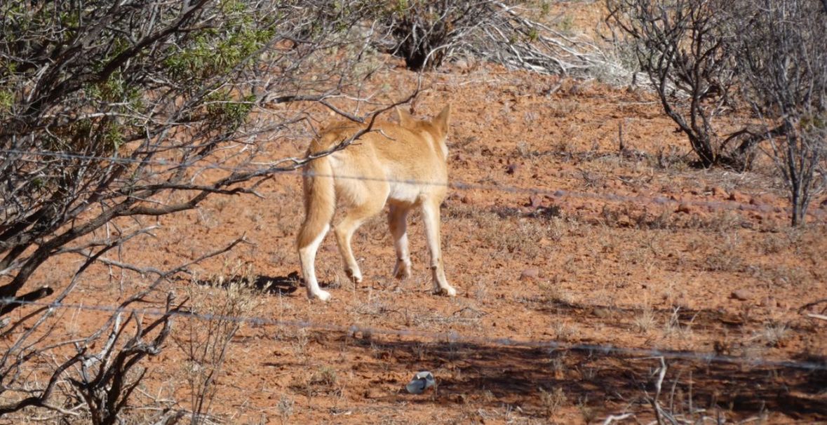 Incontro ravvicinato col Dingo (Australia - Territori del Nord)