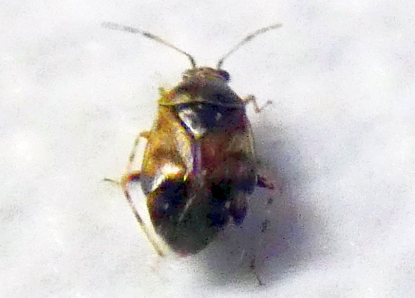 Miridae:  Deraeocoris (Camptobrochis) serenus