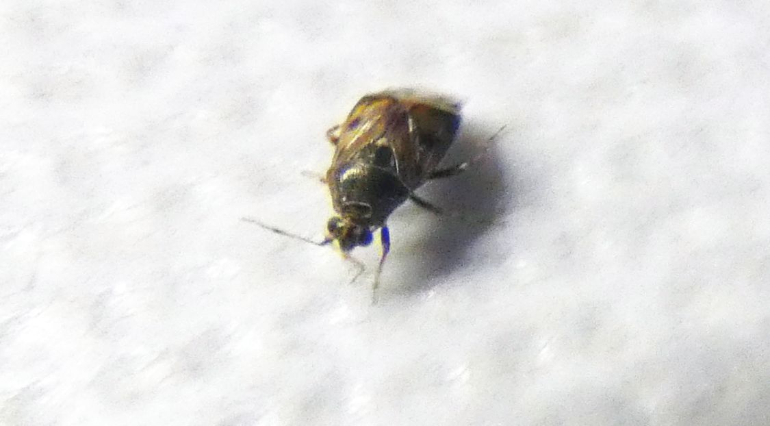 Miridae:  Deraeocoris (Camptobrochis) serenus