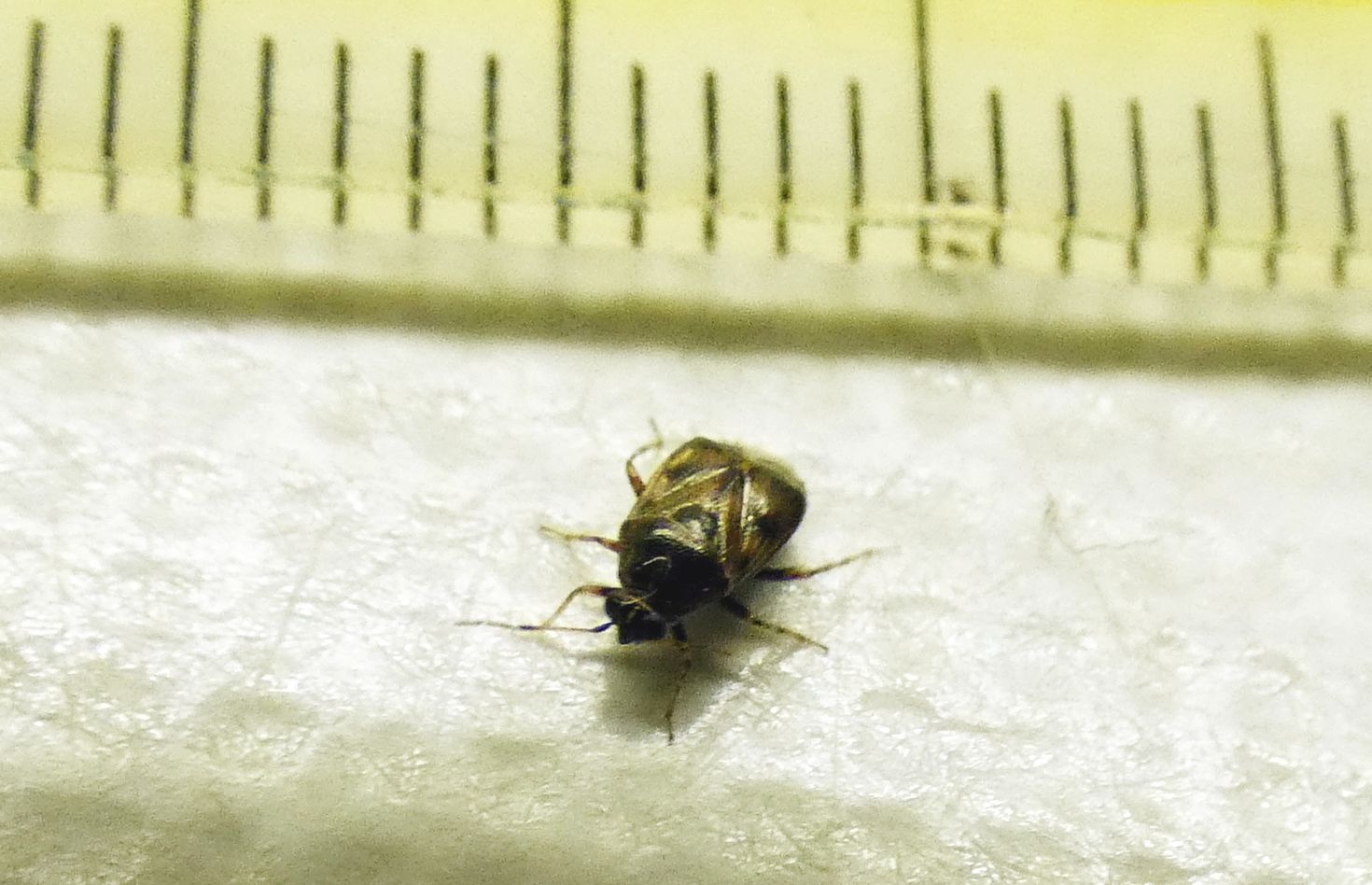 Miridae:  Deraeocoris (Camptobrochis) serenus