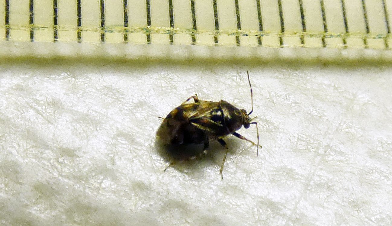 Miridae:  Deraeocoris (Camptobrochis) serenus