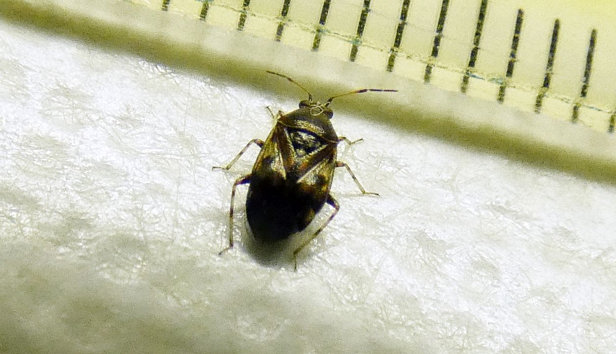 Miridae:  Deraeocoris (Camptobrochis) serenus