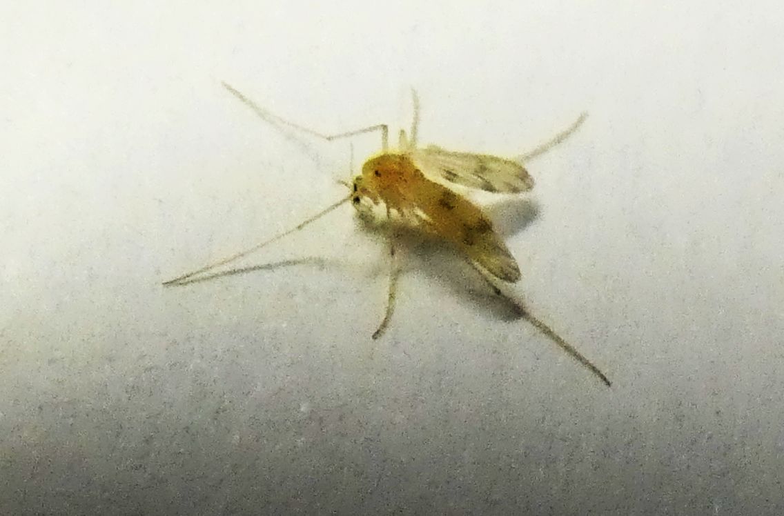 Quale Chironomidae?  Polypedilum sp. (cfr.), femmina