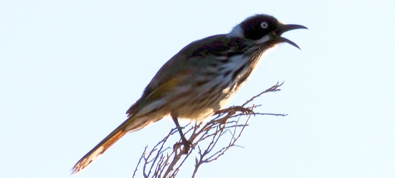 Dall''Australia (WA):  Phylidonyris novaehollandiae longirostris