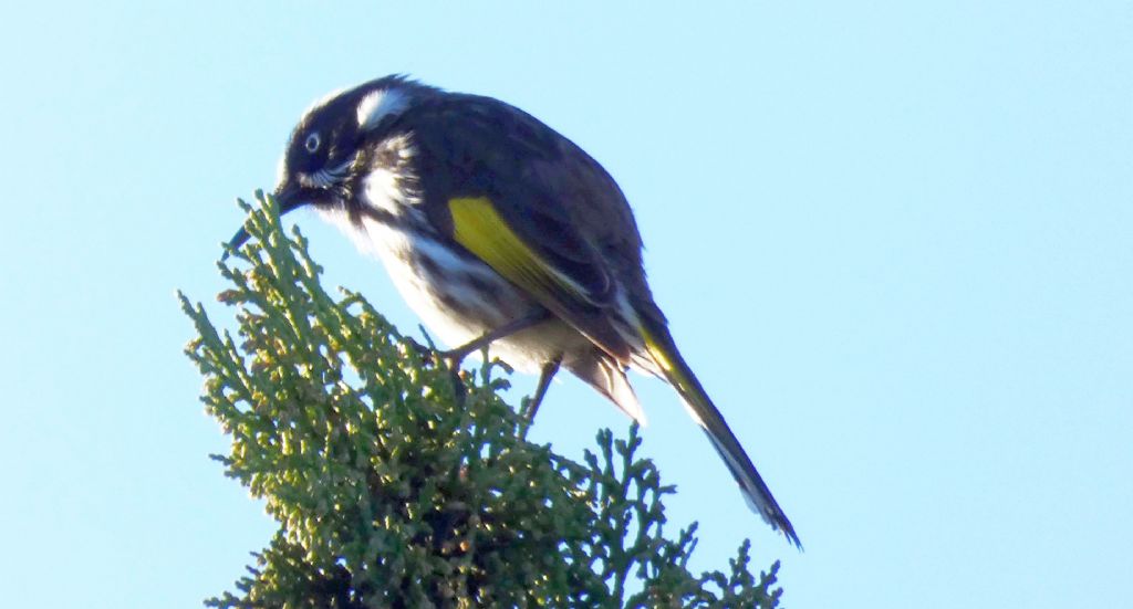 Dall''Australia (WA):  Phylidonyris novaehollandiae longirostris