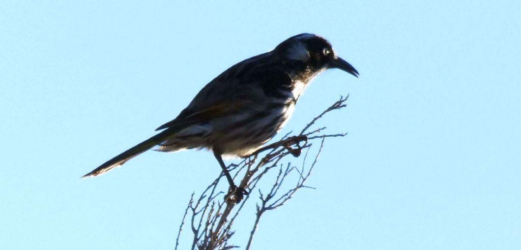 Dall''Australia (WA):  Phylidonyris novaehollandiae longirostris