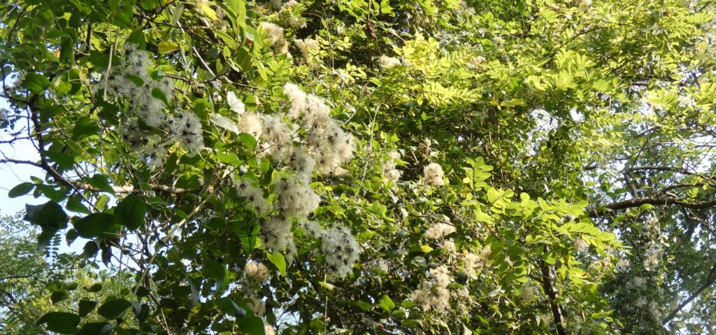 Infruttiscenza di Clematis vitalba?  S !