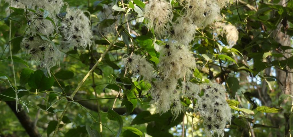 Infruttiscenza di Clematis vitalba?  S !