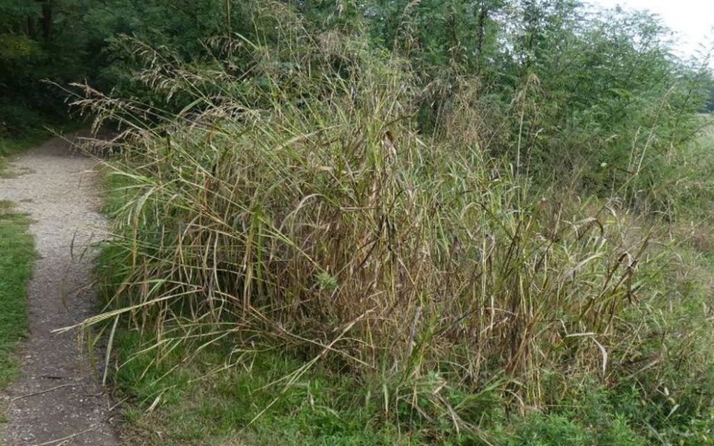 Poaceae: Sorghum halepense