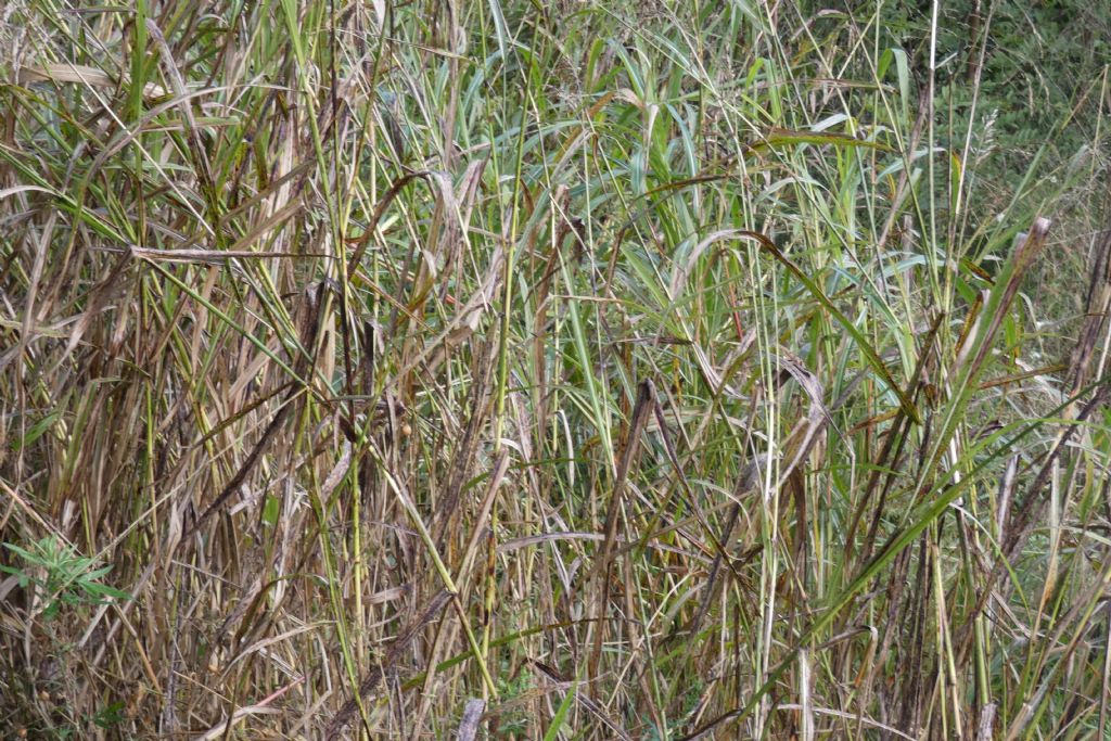 Poaceae: Sorghum halepense