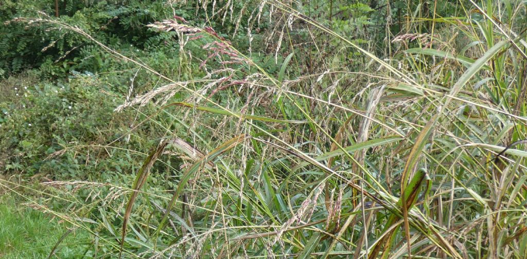Poaceae: Sorghum halepense
