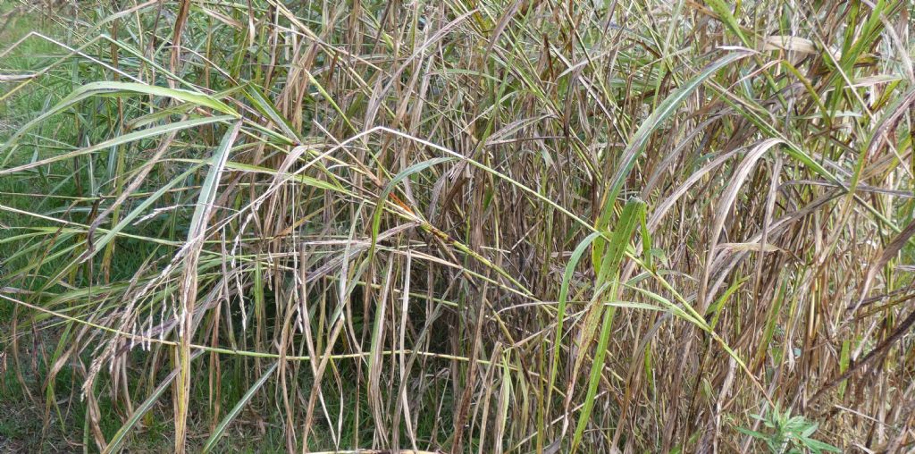 Poaceae: Sorghum halepense
