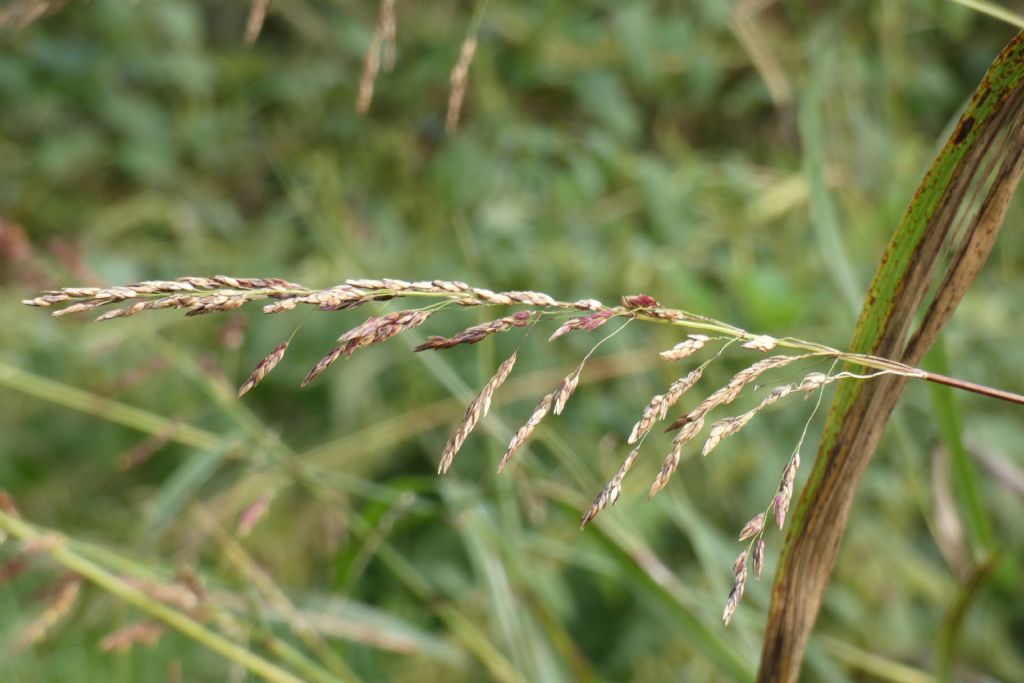 Poaceae: Sorghum halepense