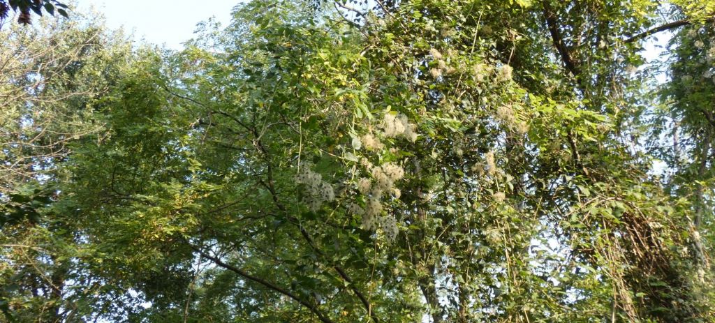 Infruttiscenza di Clematis vitalba?  S !