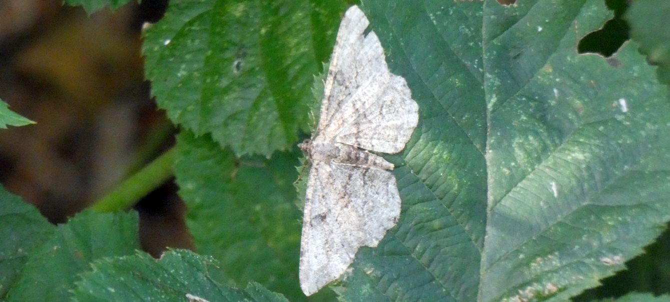 Geometridae: Peribatodes rhomboidaria