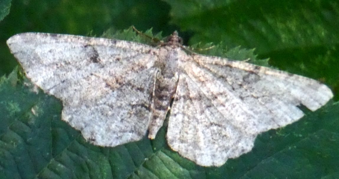 Geometridae: Peribatodes rhomboidaria