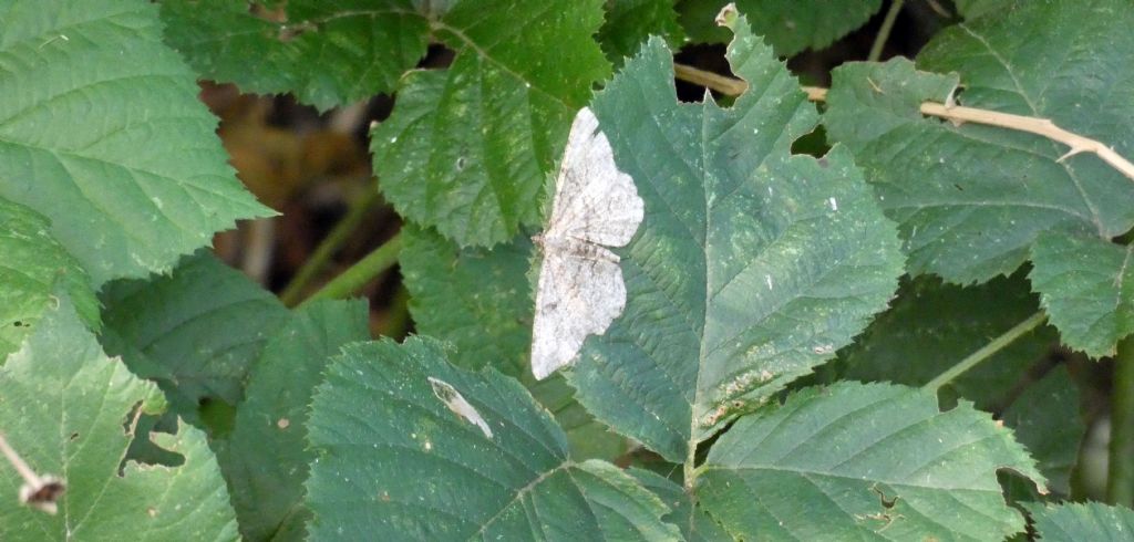 Geometridae: Peribatodes rhomboidaria