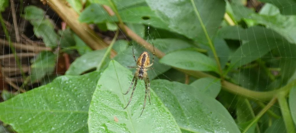 Metellina sp., m & f  - Cornaredo (MI)