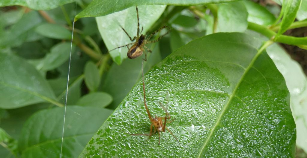 Metellina sp., m & f  - Cornaredo (MI)