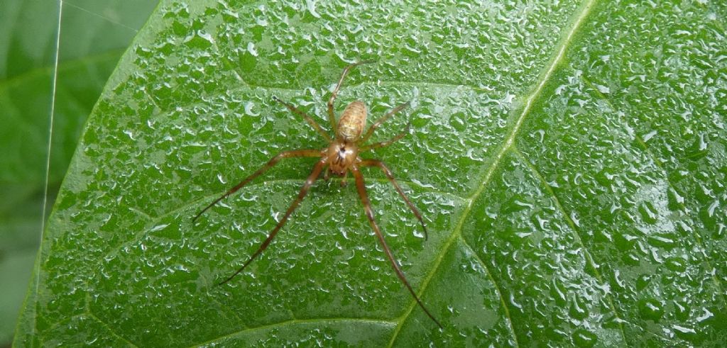 Metellina sp., m & f  - Cornaredo (MI)