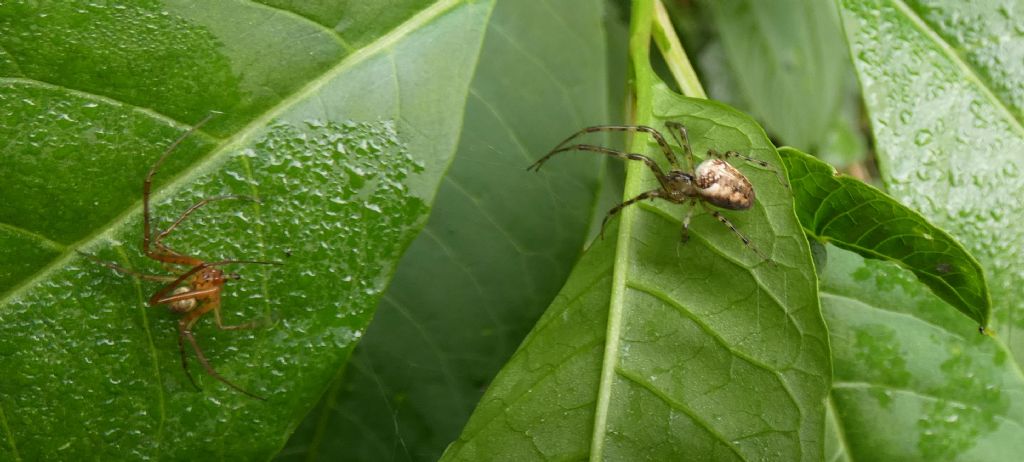 Metellina sp., m & f  - Cornaredo (MI)