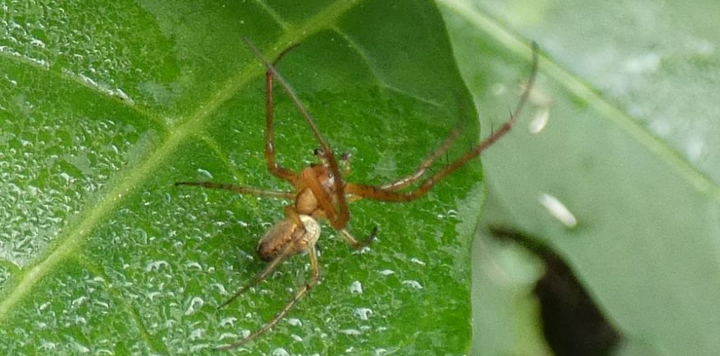 Metellina sp., m & f  - Cornaredo (MI)