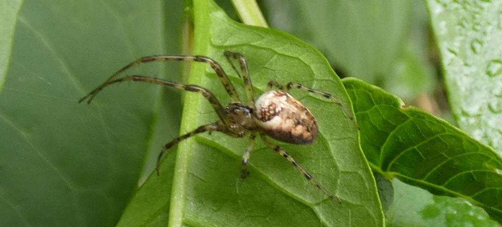 Metellina sp., m & f  - Cornaredo (MI)