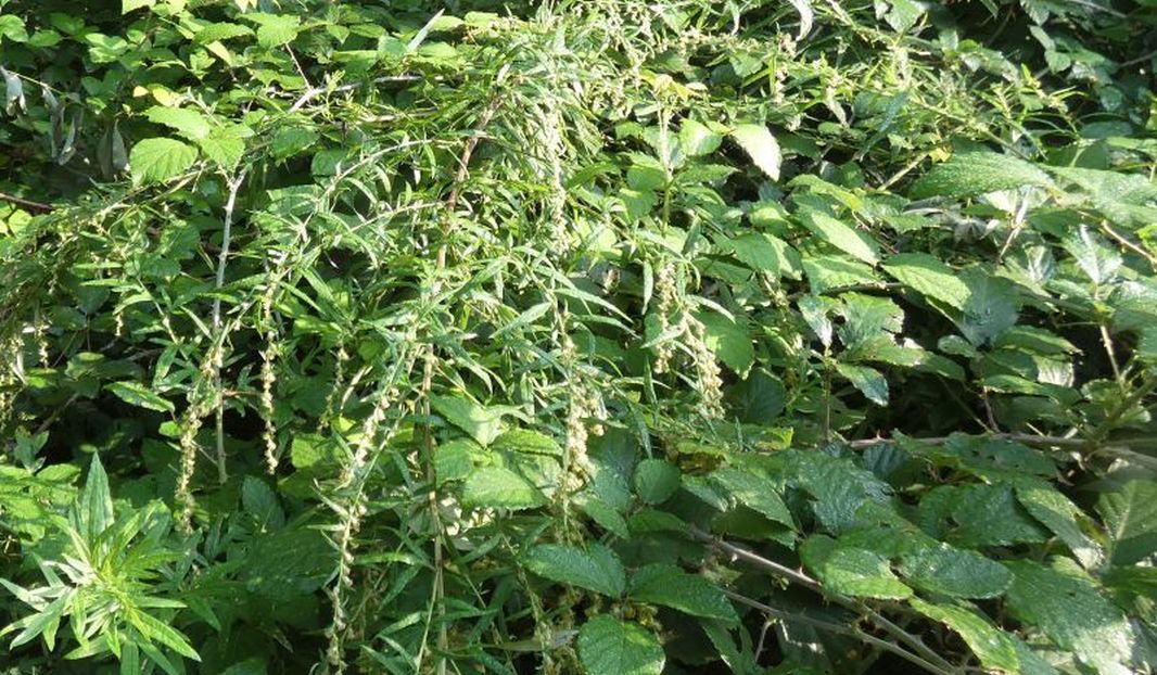 Artemisia verlotiorum (Asteraceae)