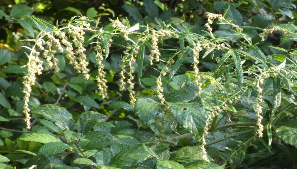 Artemisia verlotiorum (Asteraceae)