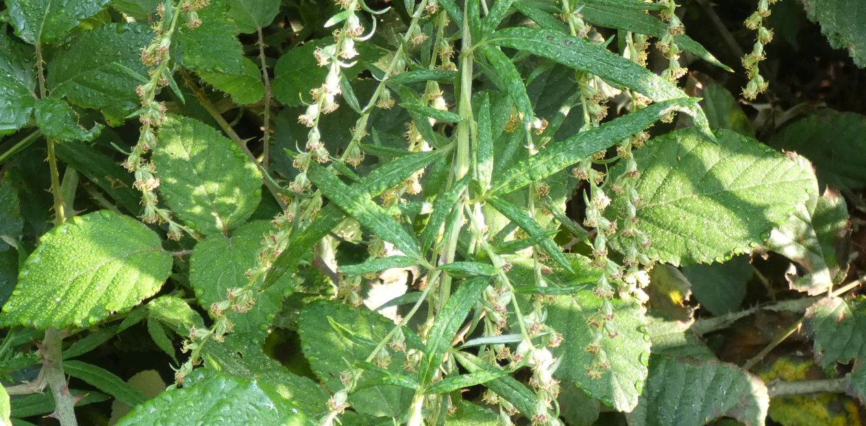 Artemisia verlotiorum (Asteraceae)