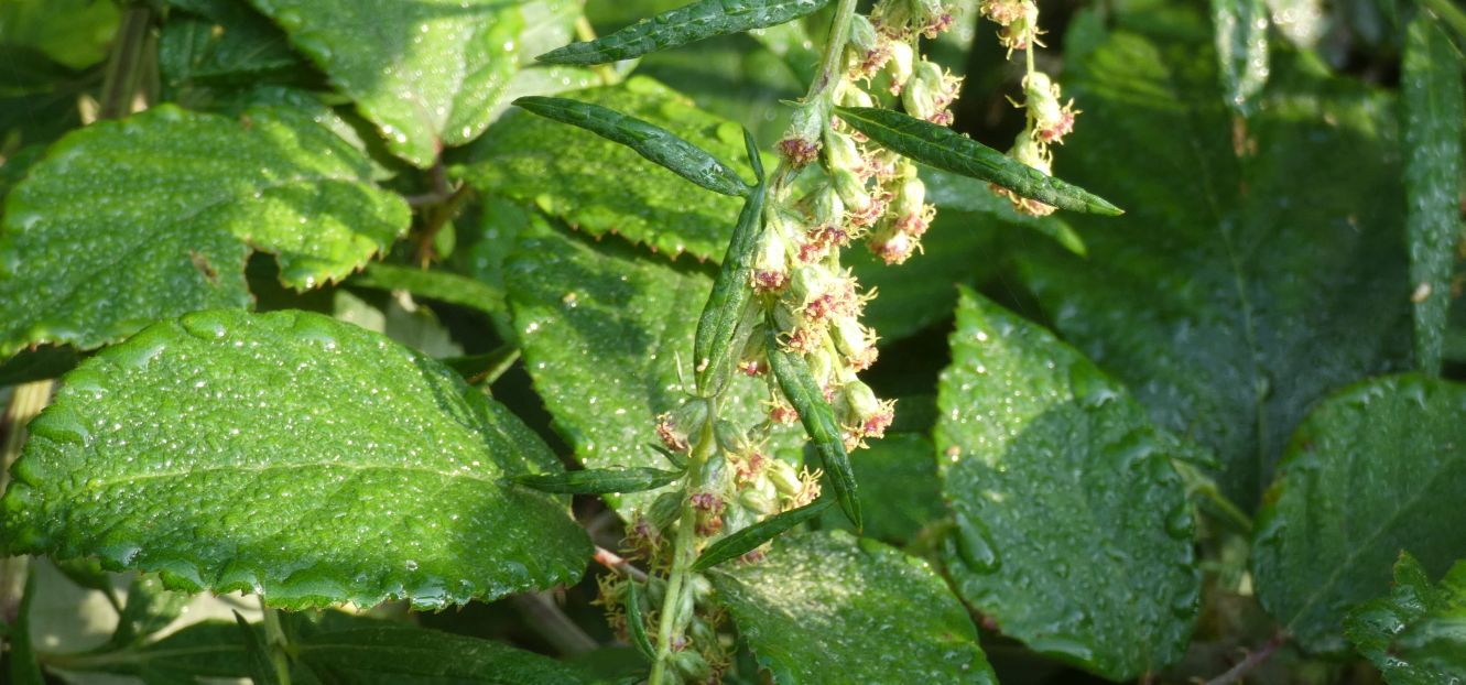 Artemisia verlotiorum (Asteraceae)