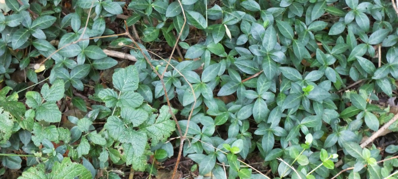 Nel sottobosco: Vinca minor (Apocynaceae)