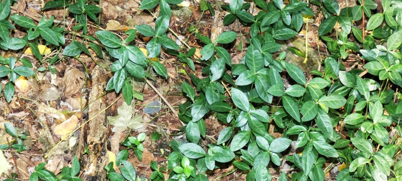 Nel sottobosco: Vinca minor (Apocynaceae)