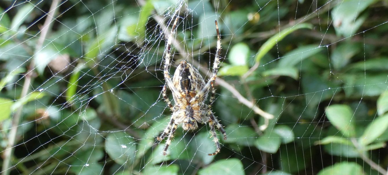 Araneus sp.? S, Araneus diadematus, femmina