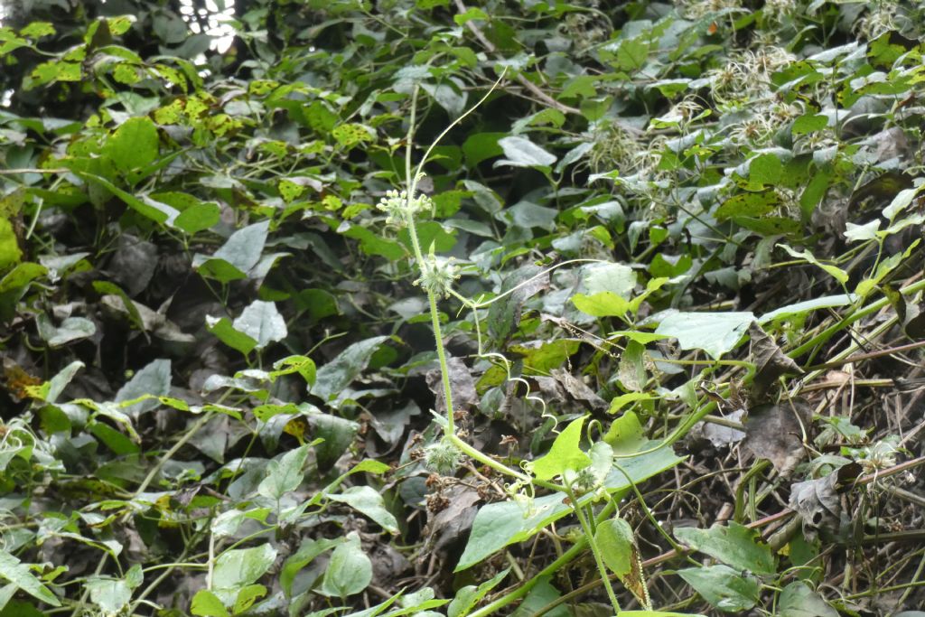 Cucurbitacea ?  S, Sicyos angulatus