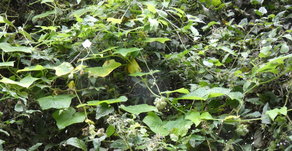 Cucurbitacea ?  S, Sicyos angulatus