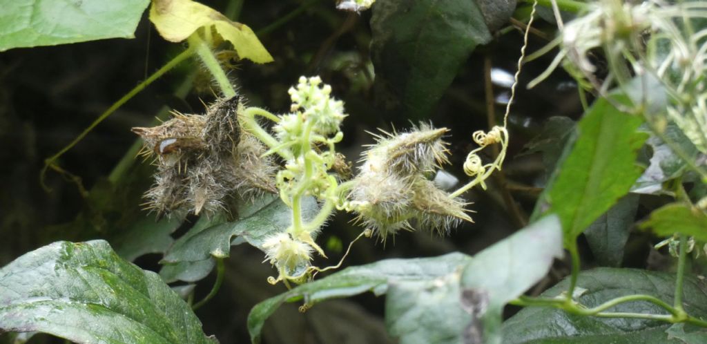 Cucurbitacea ?  S, Sicyos angulatus