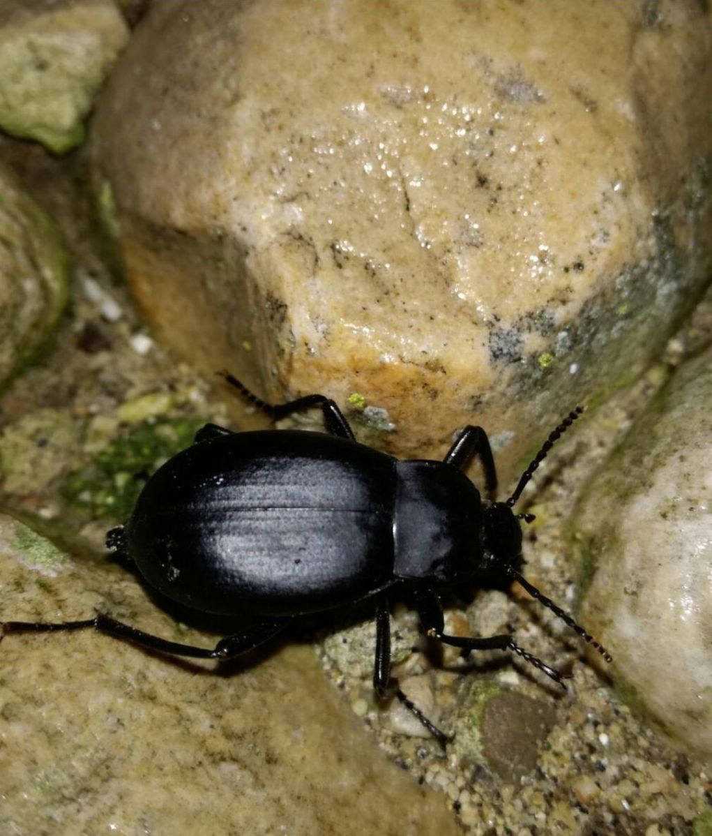 Tenebrionidae: Blaps sp.? S, B. mucronata, femmina