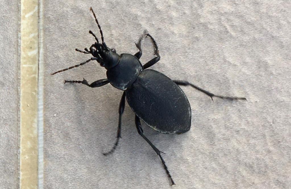 Carabidae: Carabus coriaceus