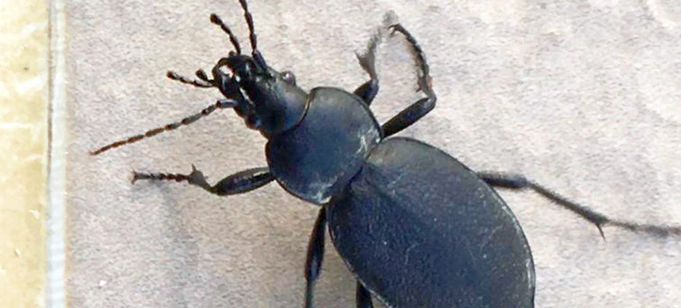 Carabidae: Carabus coriaceus