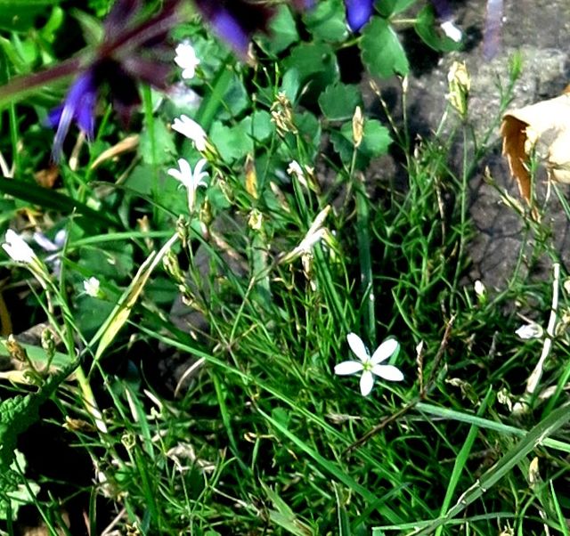 Petrorhagia saxifraga (Caryophyllaceae)