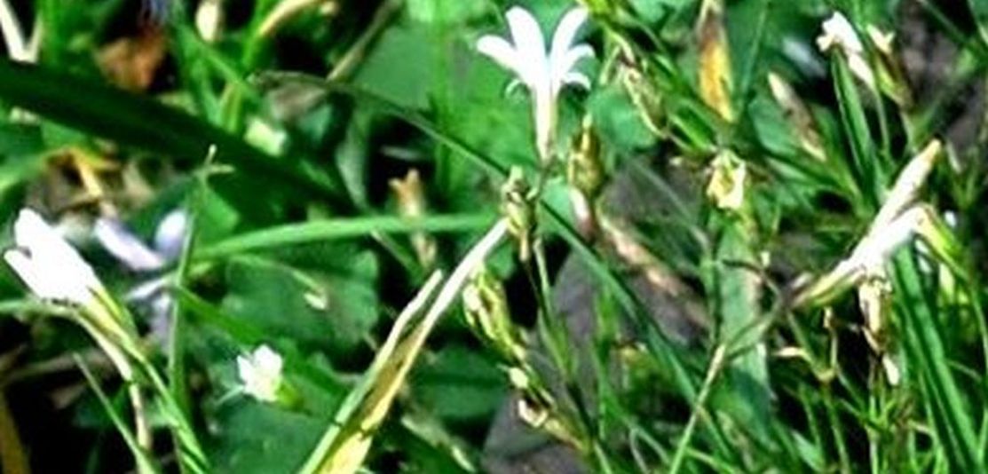 Petrorhagia saxifraga (Caryophyllaceae)