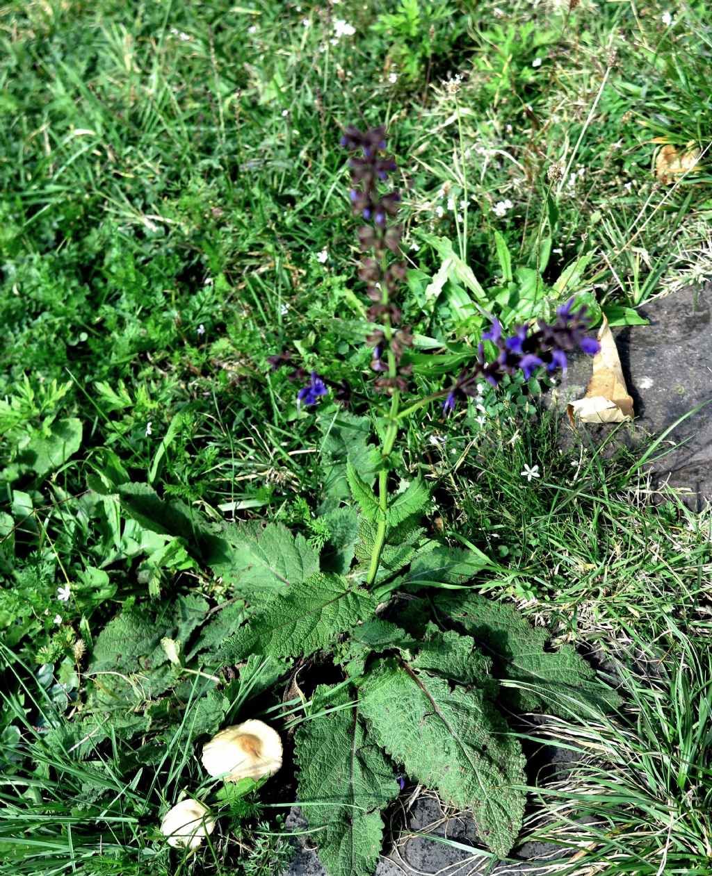 Lamiaceae: Salvia cfr. pratensis