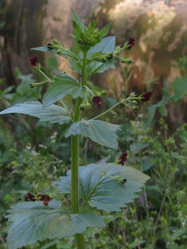 Scrophularia peregrina