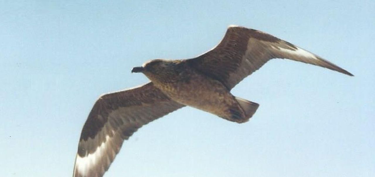 Dilemma su una foto di Stercorarius skua